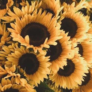 Meet your Posher, Ava